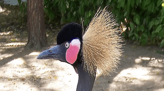Présentation de Guémé
